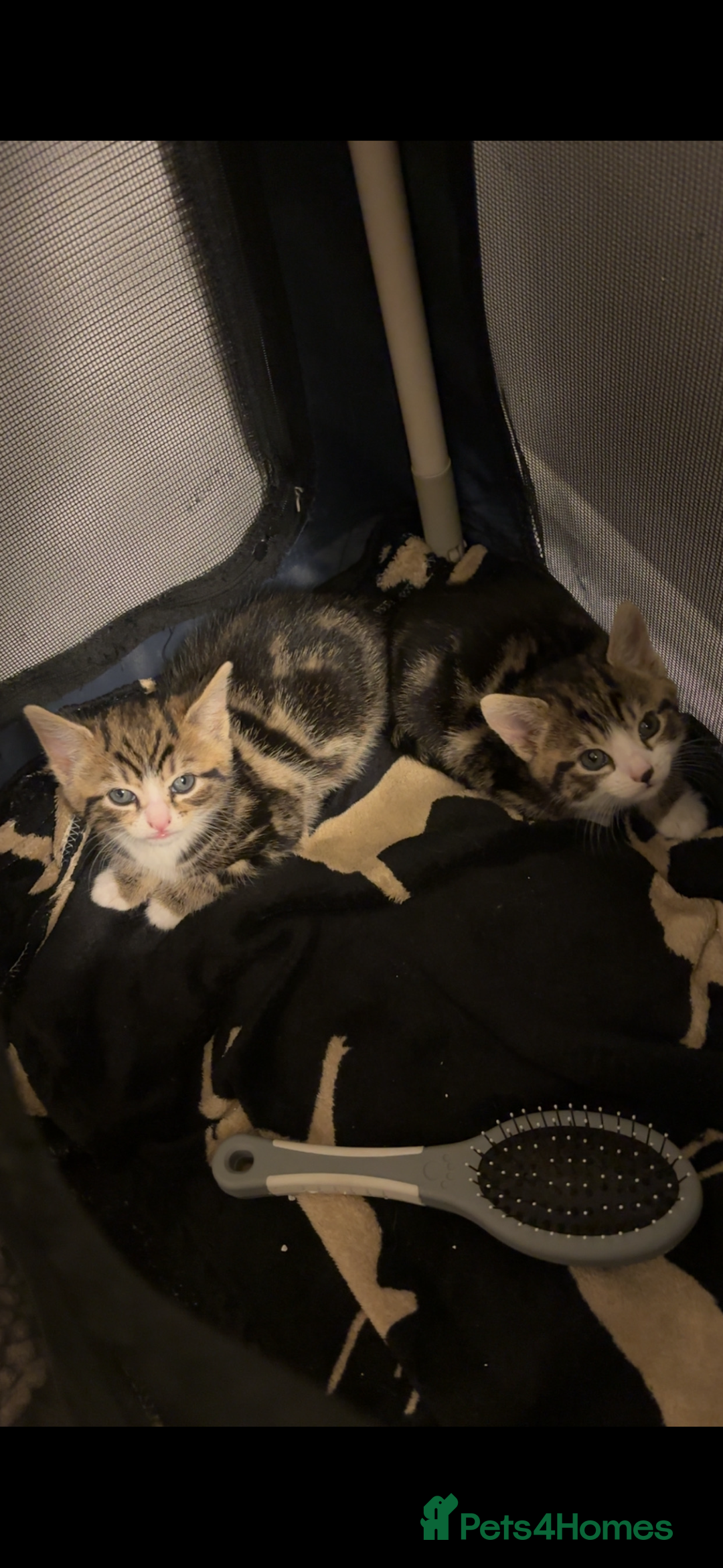 American Shorthair cats for sale: Kittens for Sale - Advert 11