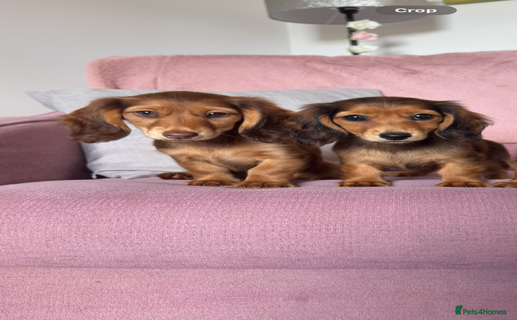 Dachshund dogs - Advert 12