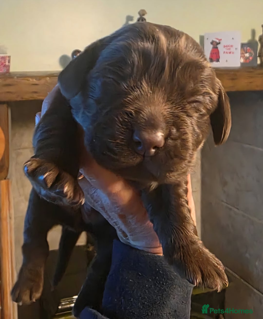 Cockerdor dogs for sale: Chocolate F1 cockerdor puppies  - Advert 21