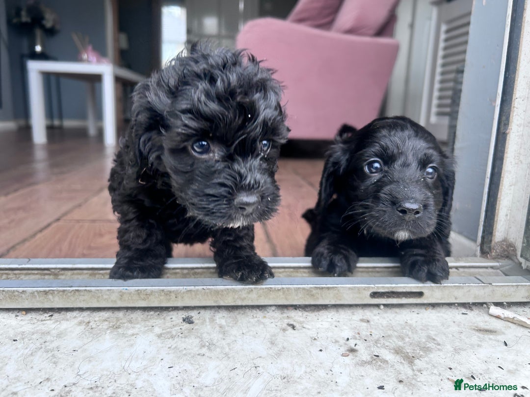 Cockapoo dogs for sale: 5 black cockapoos - Image 18