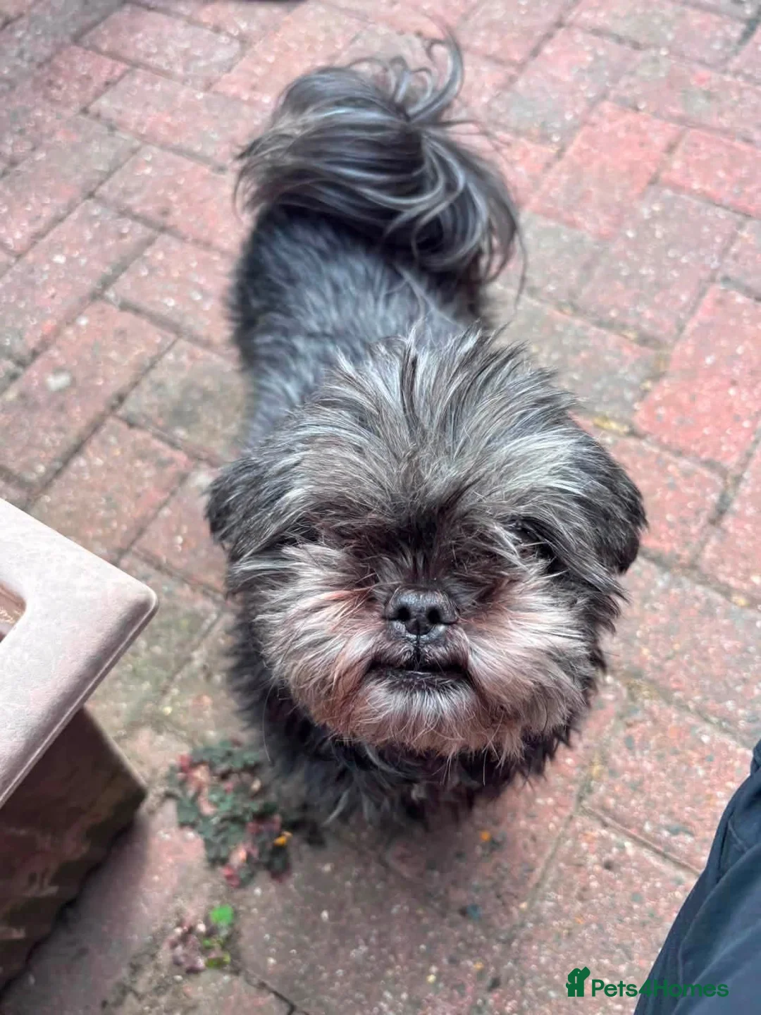 Shih Tzu dogs for adoption: Zara & Tamzin - BONDED PAIR  - Advert 2