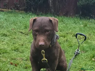 Patterdale Terrier dogs Chocolate Patterdale for stud - Advert 6