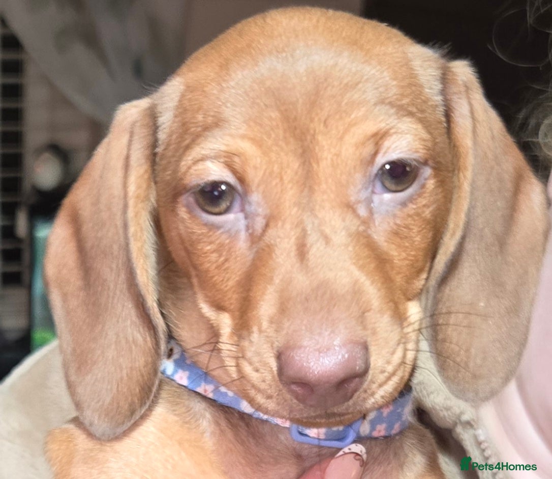 Dachshund dogs 1 STUNNING MINI DAXI-GIRL LEFT  - Advert 3
