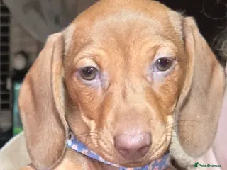 Dachshund dogs 1 STUNNING MINI DAXI-GIRL LEFT - Advert 15