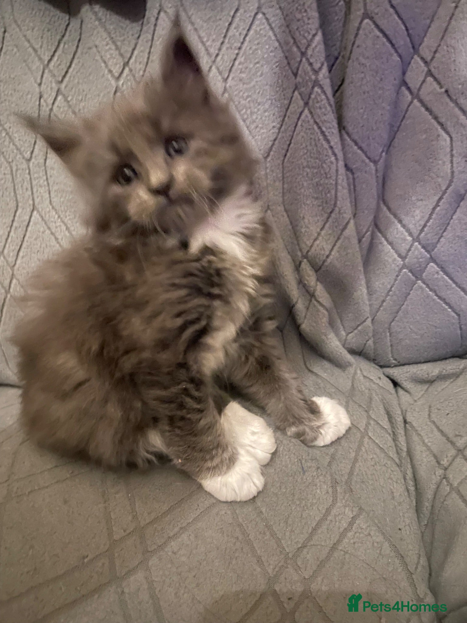 Maine Coon cats Maine coon kittens for sale - Advert 7