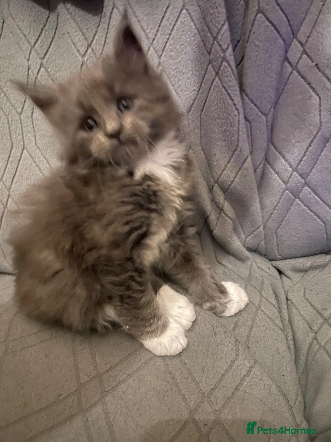 Maine Coon cats for sale: Maine coon kittens for sale - Advert 1