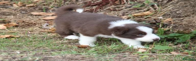 Border Collie 3