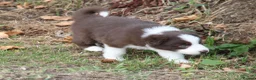 Border Collie dogs for sale: Border Collie Puppies for Sale - Advert 17