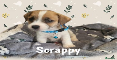 Jack Russell dogs - Advert 16