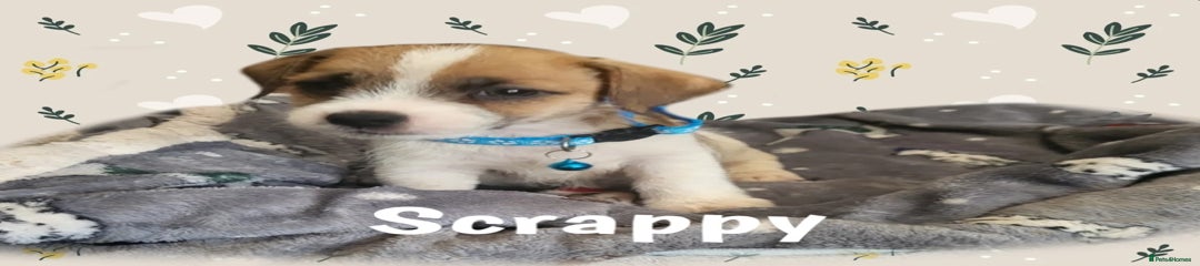 SCRAPPY