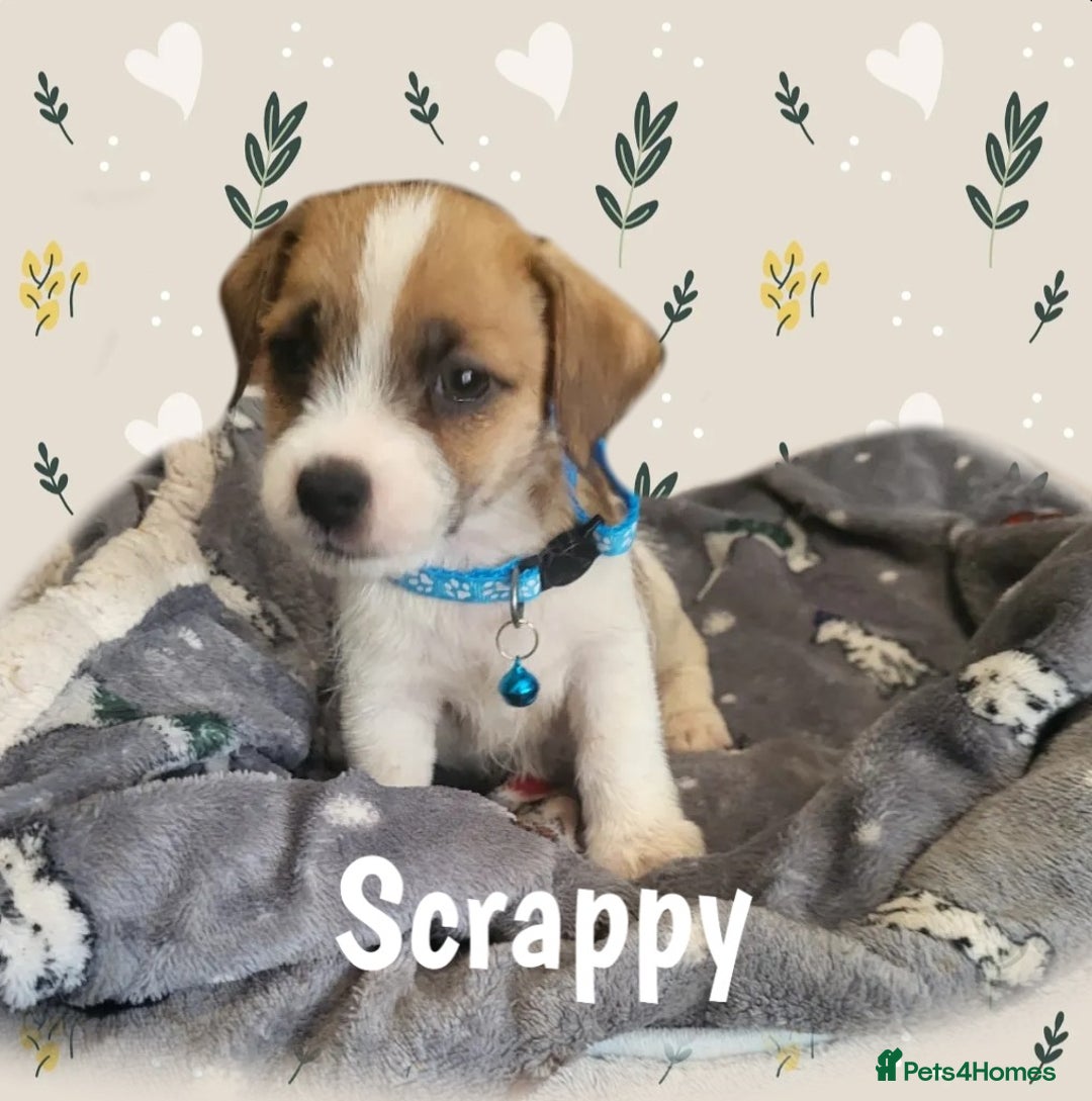 Jack Russell dogs for sale: miniature Jack Russell Puppies - Image 2