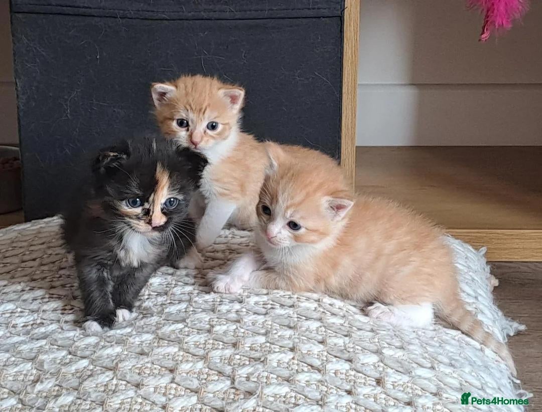 Mixed Breed cats 2 kittens ready to go now - Advert 16