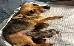 Mixed Breed dogs for sale: Teddy  - Image 3