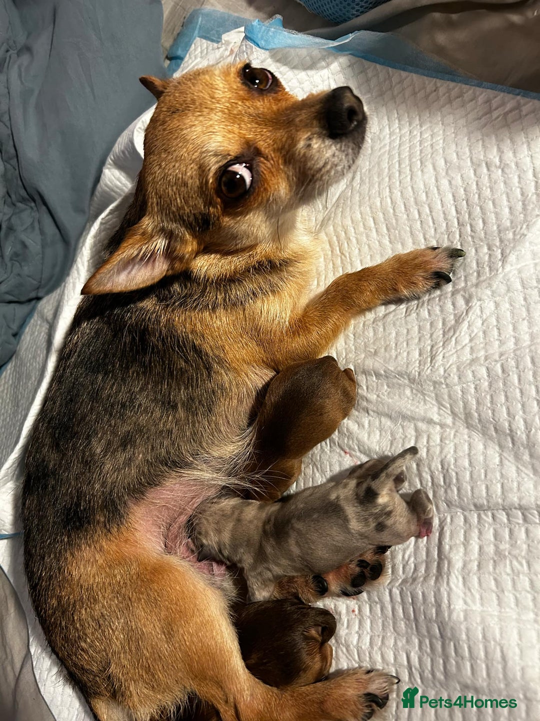 Mixed Breed dogs for sale: Teddy  - Image 3