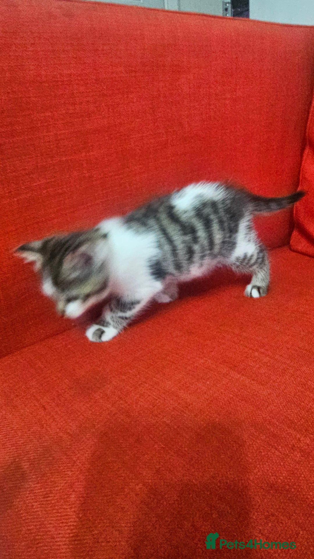 Domestic Shorthair cats for sale: Male and female  - Image 11