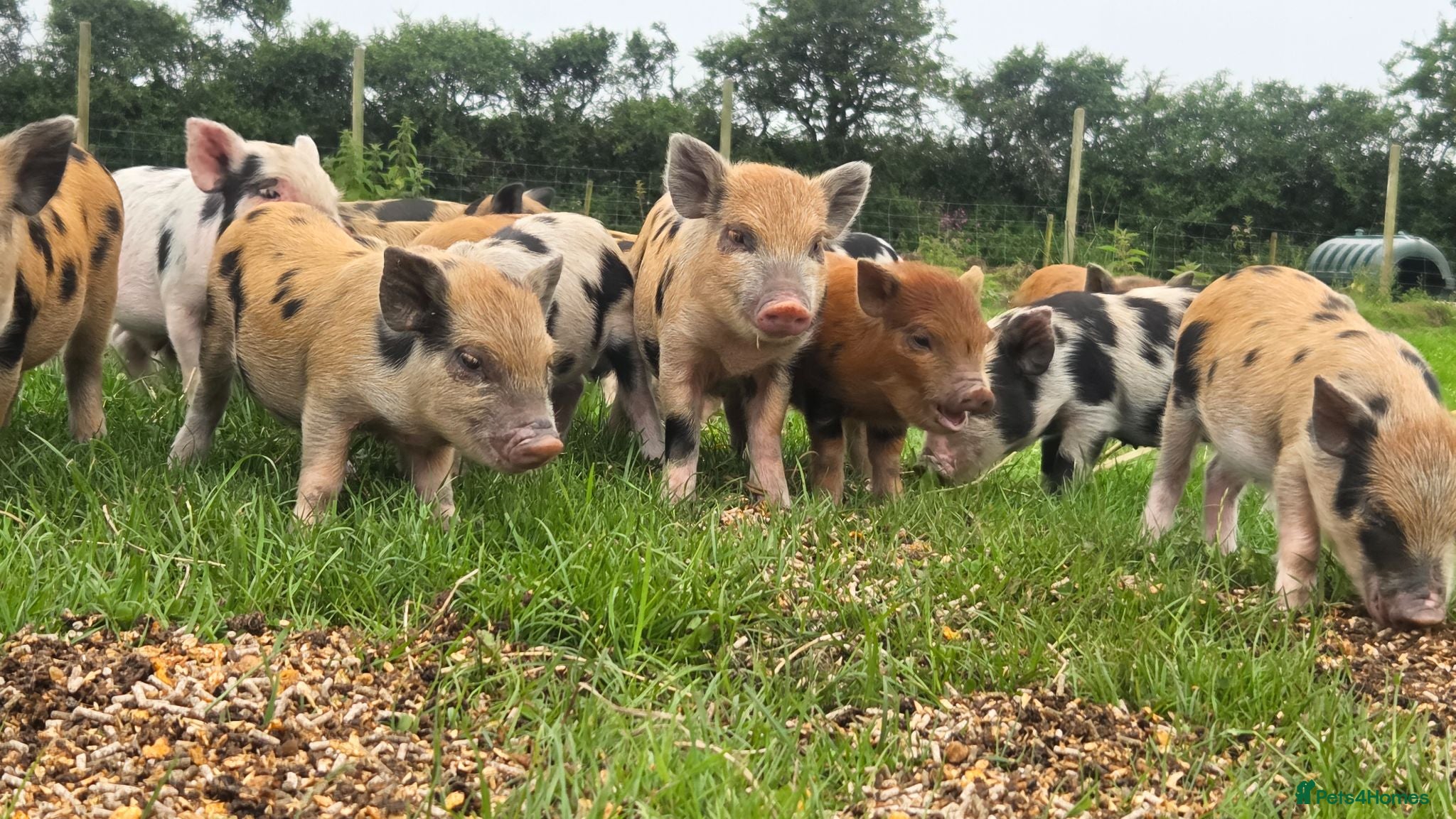 Pig livestock Minature Piglets (Juliana x Mini KuneKune) - Advert 1