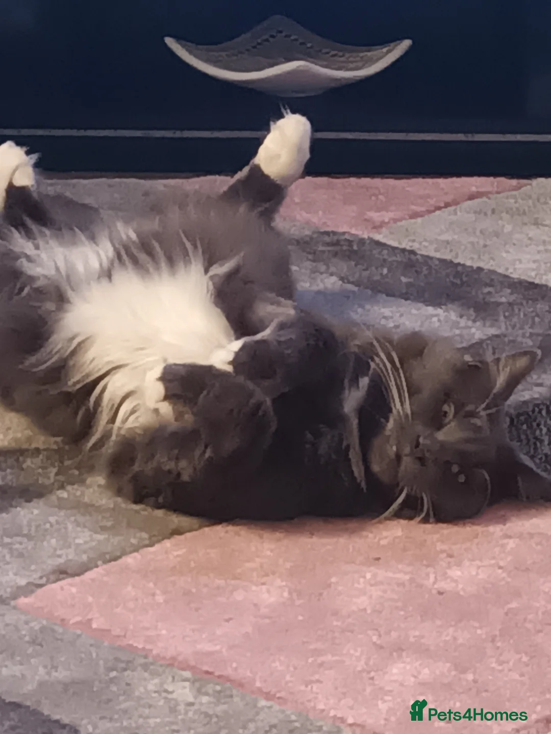 Maine Coon cats for sale: Pure breed maine coon in Maidstone - Advert 2