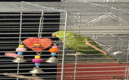 Parakeets birds for sale: Parakeet - FREE - Image 1