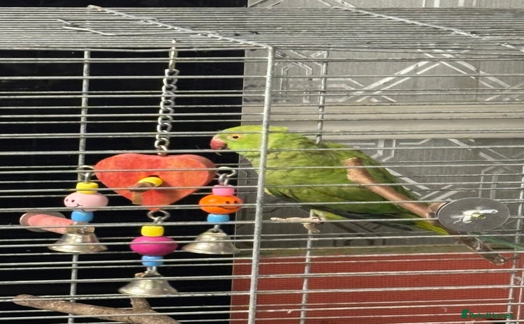 Parakeets birds - Advert 2