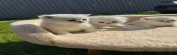 Scottish Fold cats for sale: Stunning Scottish Fold & Straight Show Kittens  - Advert 10