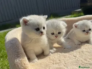 Scottish Fold cats Stunning Scottish Fold & Straight Show Kittens - Advert 4