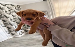 Labrador Retriever dogs for sale: fox red Labrador - Image 1