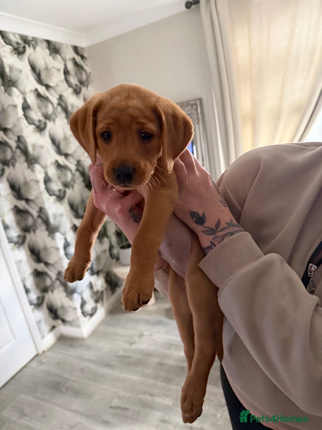 Labrador Retriever dogs for sale: fox red Labrador - Image 1