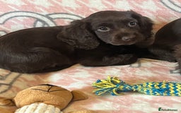 Cocker Spaniel dogs for sale: Cocker spaniel pups - Image 4