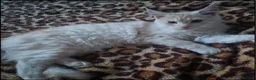 Maine Coon cats for sale: Beautiful Mainecoon kittins to sale - Advert 9