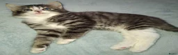 Domestic Shorthair cats for sale: 5 Beautiful, Playful Kittens - Advert 12