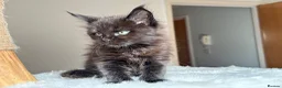 Maine Coon cats for sale: Now 2 TICA Registered Mainecoon kittens  - Advert 27