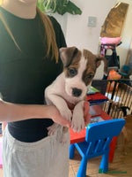 Staffordshire Bull Terrier dogs - Advert 3