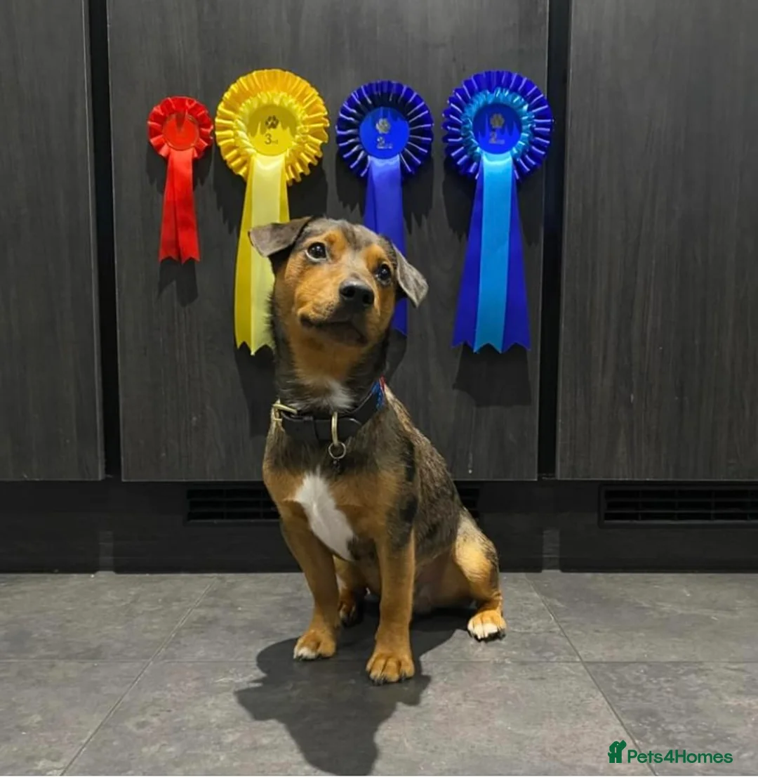 Jack Russell dogs for stud: Miniature Jack Russell - Blue Merle - STUD DOG in Wellingborough - Advert 8