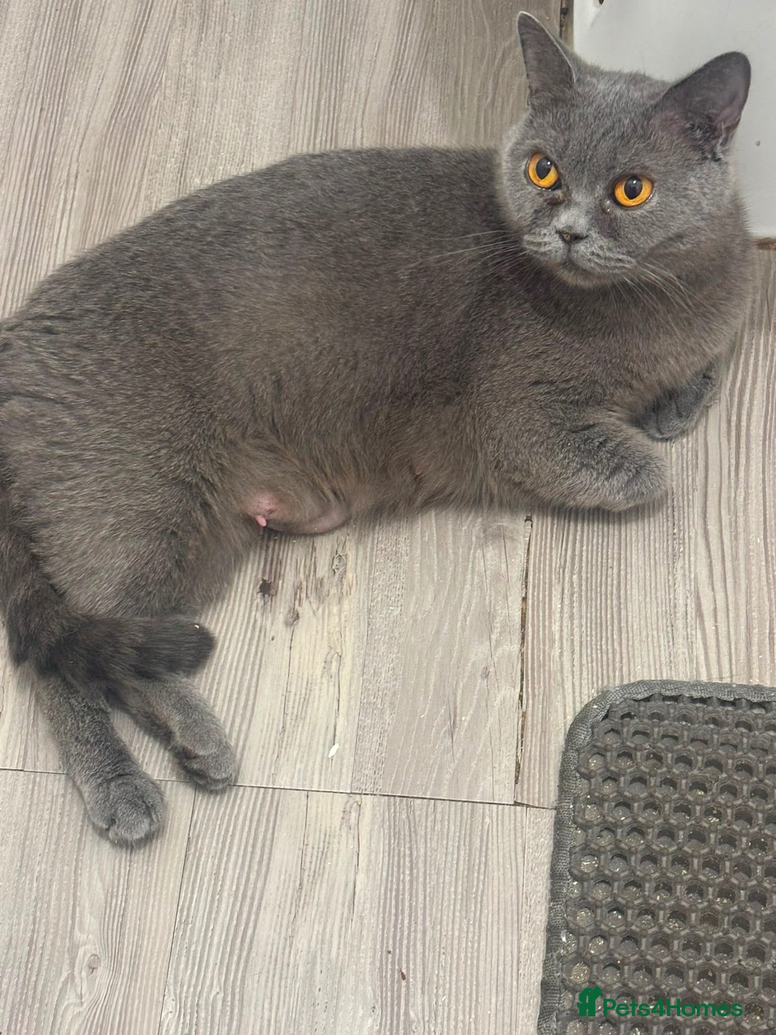 Mixed Breed cats Adorable mixed breed of Britishshorthair Kittens   - Advert 1