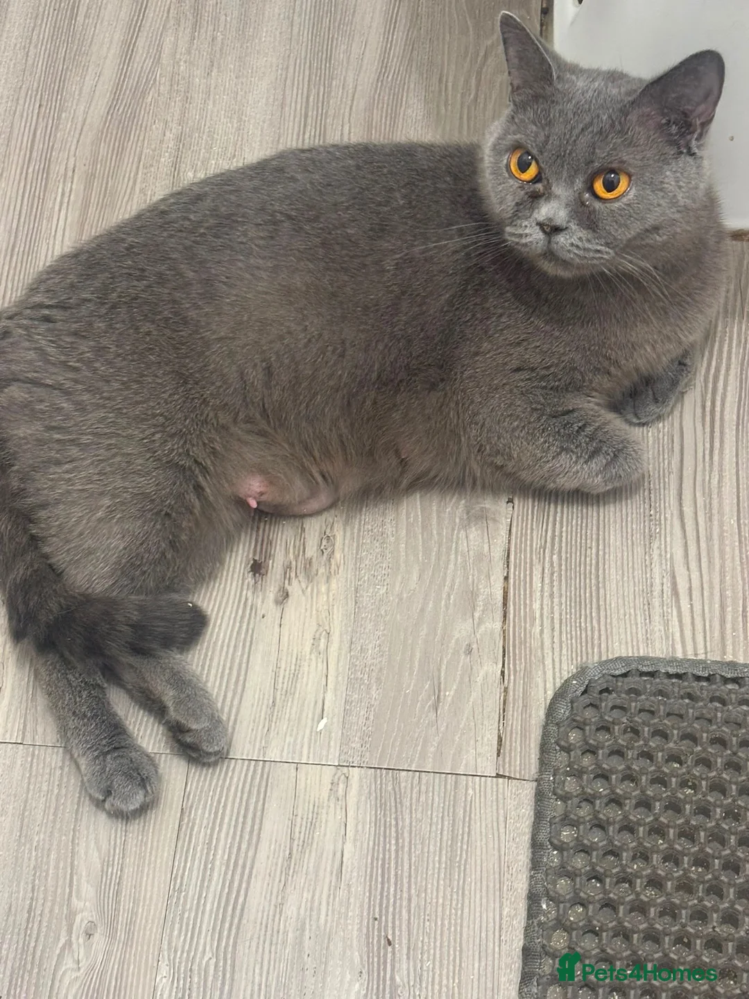 Mixed Breed cats for sale: Adorable mixed breed of Britishshorthair Kittens   - Advert 1
