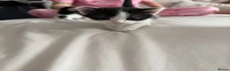 Mixed Breed cats for sale: 4 adorable kittens for sale  - Advert 6