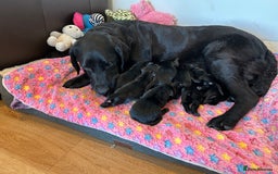 Labrador Retriever dogs for sale: 🌟🌟5 star licensed Breeder 🌟🌟🌟 - Image 6