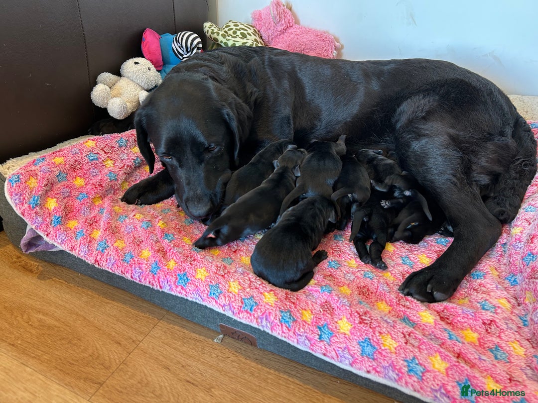 Labrador Retriever dogs for sale: 🌟🌟5 star licensed Breeder 🌟🌟🌟 - Image 6