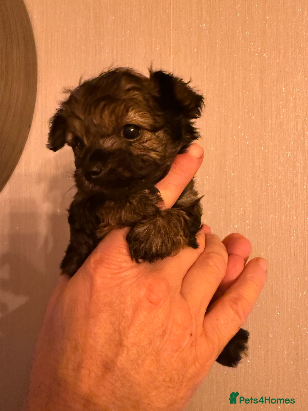 Yorkiepoo dogs for sale: Yorkipoos READY  **  EVE - Advert 14