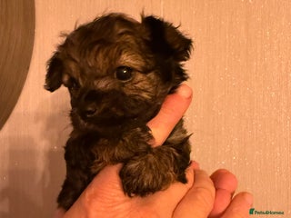 Yorkiepoo dogs Yorkipoos READY in 3 weeks - Advert 2