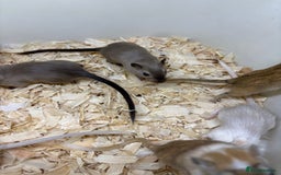 Gerbil rodents for sale: Baby gerbils ready now  - Image 14