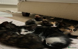 Mixed Breed cats for sale: Beautiful kittens ready for new loving homes  - Advert 16