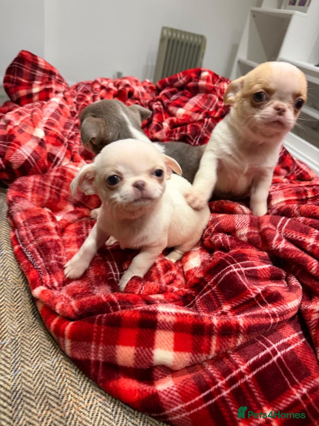 Chihuahua dogs for sale: KC registered chihuahua amazing green eyes  - Advert 1