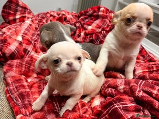 Chihuahua dogs KC registered chihuahua amazing green eyes - Advert 1