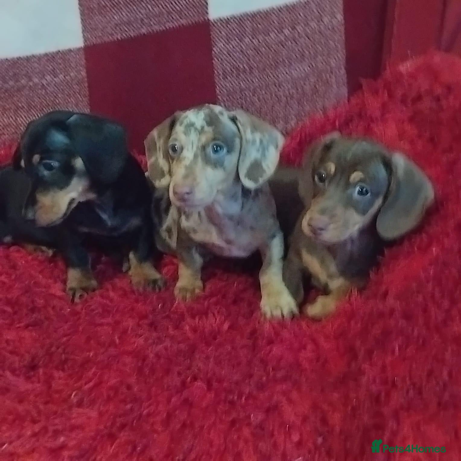 Dachshund dogs pedigree miniature dachshunds - Advert 1