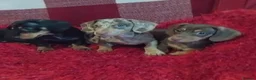 Dachshund dogs for sale: pedigree miniature dachshunds - Advert 3