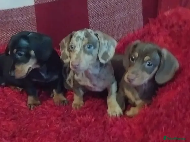 Dachshund dogs for sale: pedigree miniature dachshunds - Advert 1