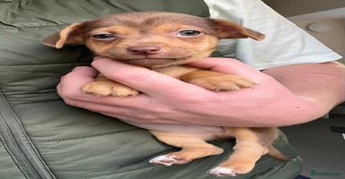 Jack Russell dogs 🌈 Jack Russells 🌈 - Advert 9