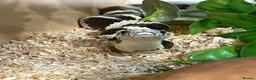 King Snake reptiles for sale: California King Snake - Advert 5