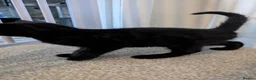 Mixed Breed cats for sale: Half tortoiseshell kittens in Nottingham - Advert 6